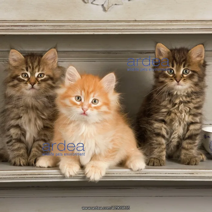 : Cat - Siberian Kittens - on shelf with tea cup