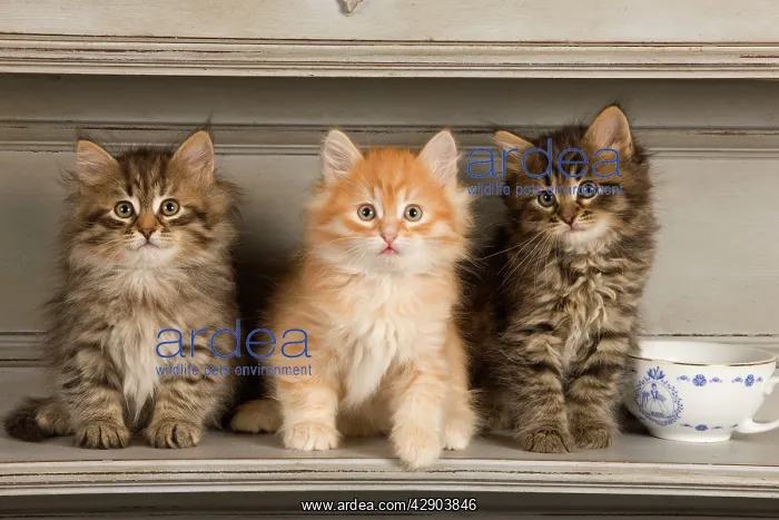  : Cat - Siberian Kittens on shelf with tea cup