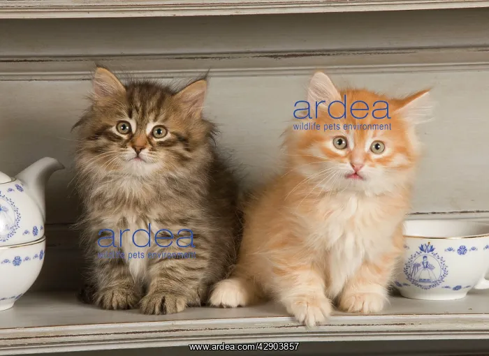  : Cat - Siberian Kittens - on shelf with tea cup