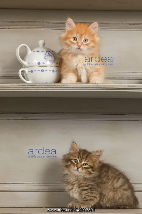  : Cat - Siberian Kittens on shelf with tea cup