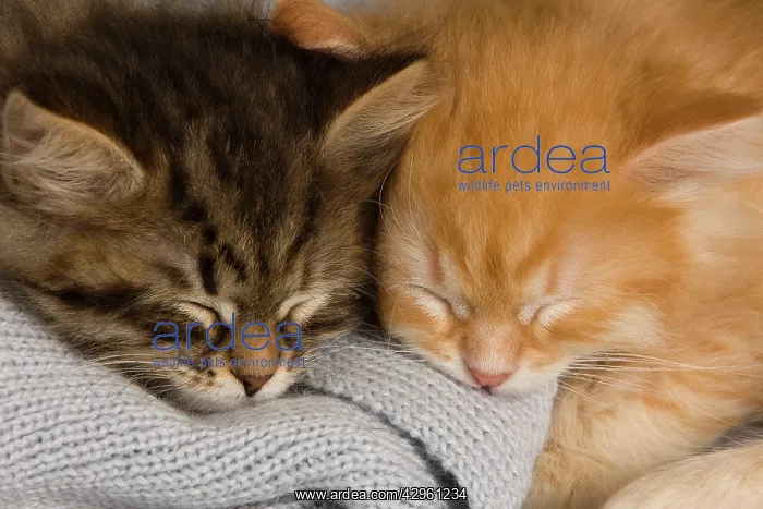 : Cat - Siberian Kittens - sleeping : Cat - Siberian Kittens - sleeping