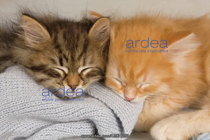 : Cat - Siberian Kittens - sleeping : Cat - Siberian Kittens - sleeping