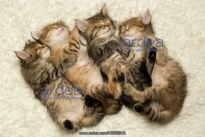  : Cat Siberian kittens sleeping