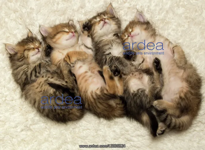  : Cat Siberian kittens sleeping