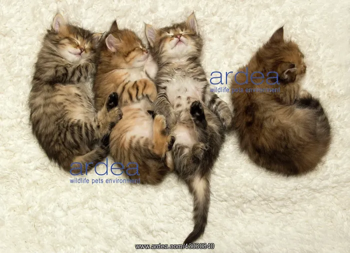  : Cat Siberian kittens sleeping
