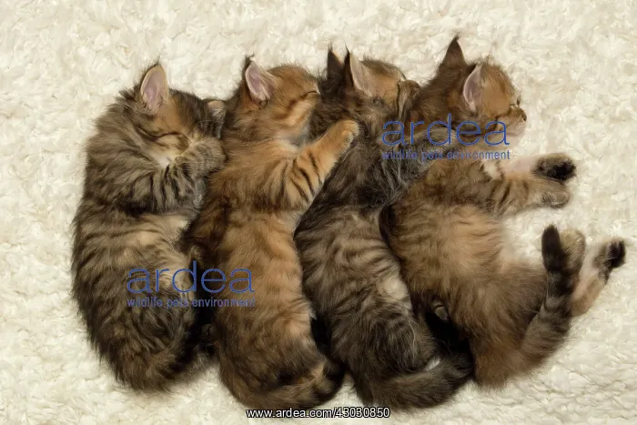  : Cat Siberian kittens sleeping