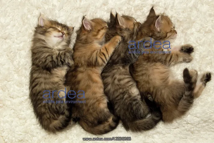 : Cat Siberian kittens sleeping