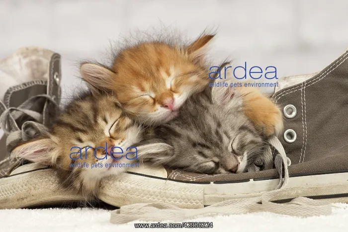: Cat - Siberian kittens - sleeping on old shoe / : Cat - Siberian kittens - sleeping on old shoe /