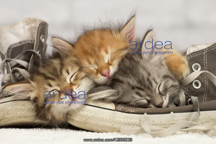 : Cat - Siberian kittens - sleeping on old shoe / : Cat - Siberian kittens - sleeping on old shoe /