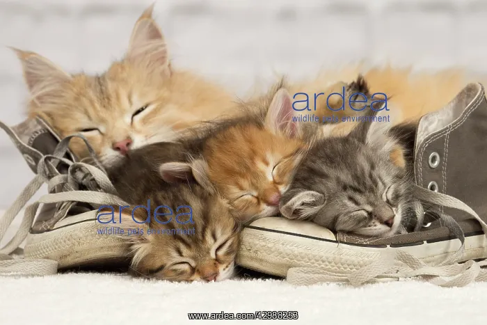 : Cat - Siberian kittens - sleeping on old shoe / : Cat - Siberian kittens - sleeping on old shoe /