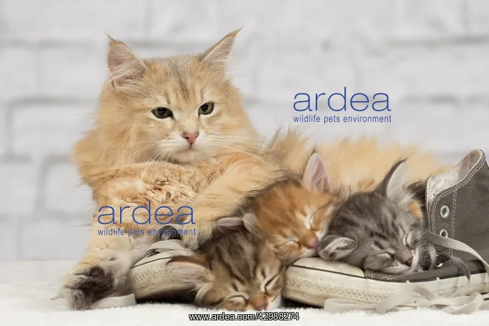 : Cat - Siberian kittens - sleeping on old shoe / : Cat - Siberian kittens - sleeping on old shoe /
