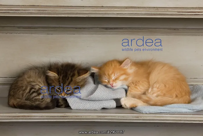 : Cat - Siberian Kittens - sleeping on shelf : Cat - Siberian Kittens - sleeping on shelf