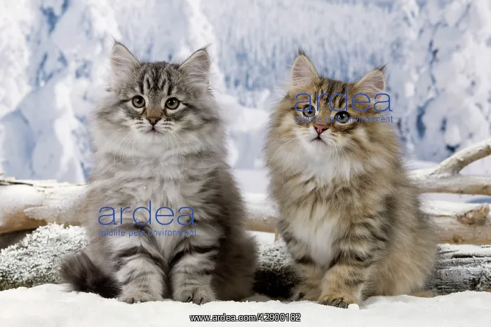  : Cat - Siberian Kittens in snow