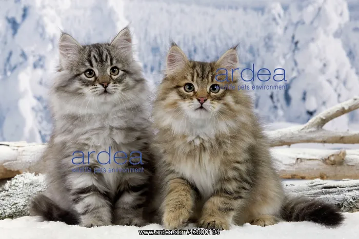  : Cat - Siberian Kittens in snow