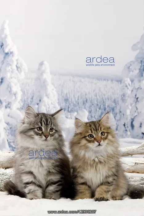  : Cat - Siberian Kittens in snow