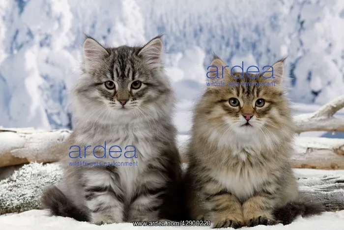  : Cat - Siberian Kittens in snow