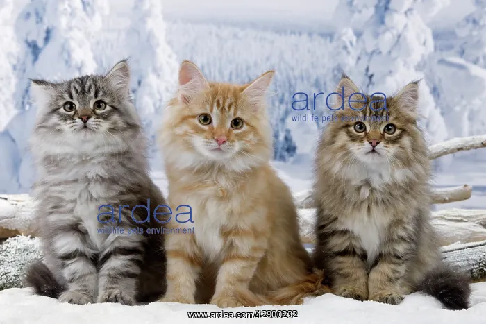  : Cat - Siberian Kittens in snow