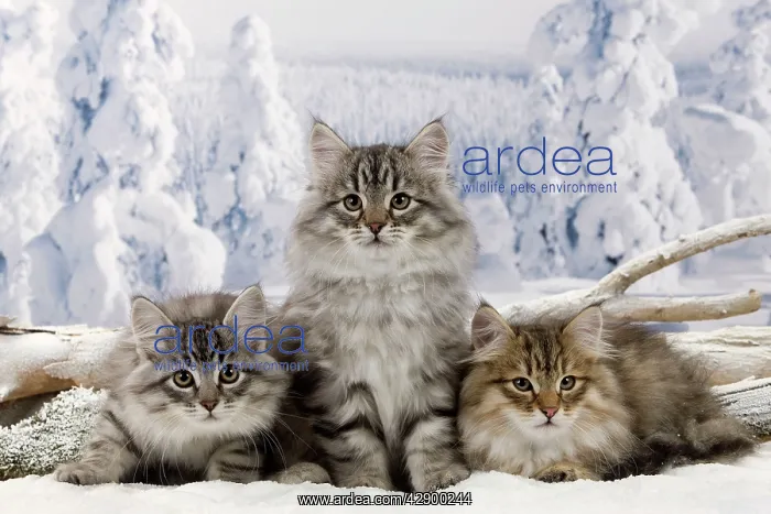  : Cat - Siberian Kittens in snow