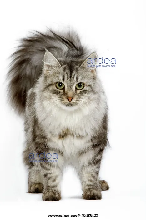 : Cat - Siberian - long-haired black & silver mackerel tabby : Cat - Siberian - long-haired black & silver mackerel tabby