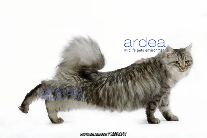 : Cat - Siberian - long-haired black & silver mackerel tabby : Cat - Siberian - long-haired black & silver mackerel tabby
