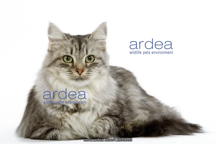 : Cat - Siberian - long-haired black & silver mackerel tabby : Cat - Siberian - long-haired black & silver mackerel tabby