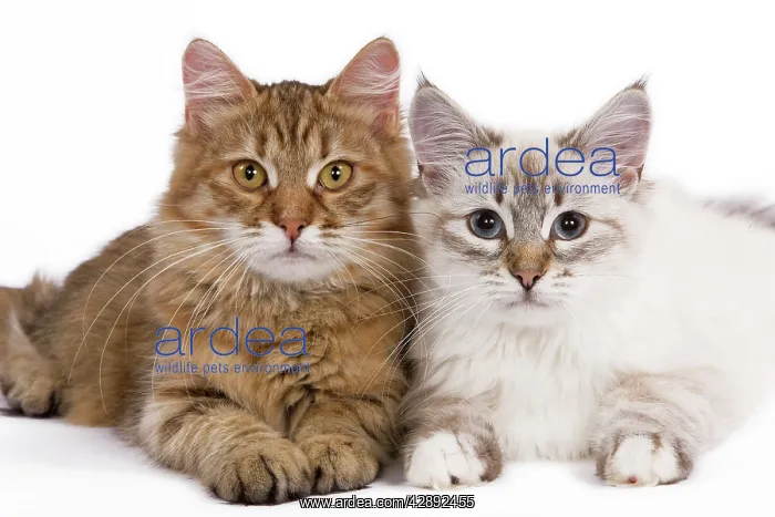  : Cat - Siberian - two lying down together
