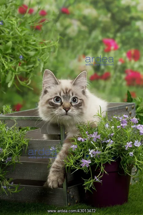 : Cat - Siberian / Neva Masquerade : Cat - Siberian / Neva Masquerade