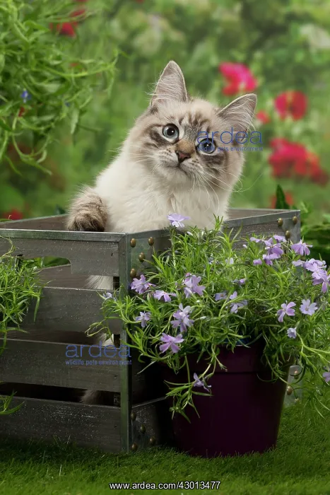 : Cat - Siberian / Neva Masquerade : Cat - Siberian / Neva Masquerade