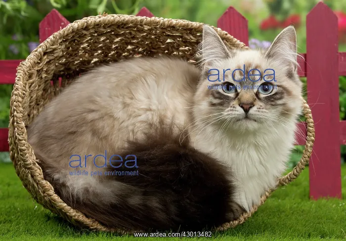 : Cat - Siberian / Neva Masquerade : Cat - Siberian / Neva Masquerade