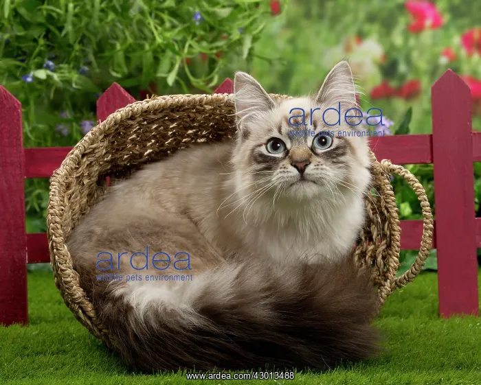 : Cat - Siberian / Neva Masquerade : Cat - Siberian / Neva Masquerade