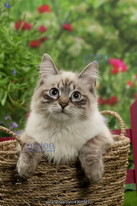 : Cat - Siberian / Neva Masquerade : Cat - Siberian / Neva Masquerade