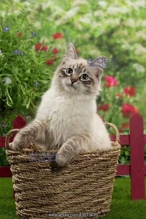 : Cat - Siberian / Neva Masquerade : Cat - Siberian / Neva Masquerade