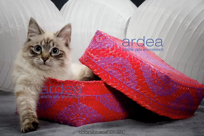 : Cat - Siberian / Neva Masquerade : Cat - Siberian / Neva Masquerade