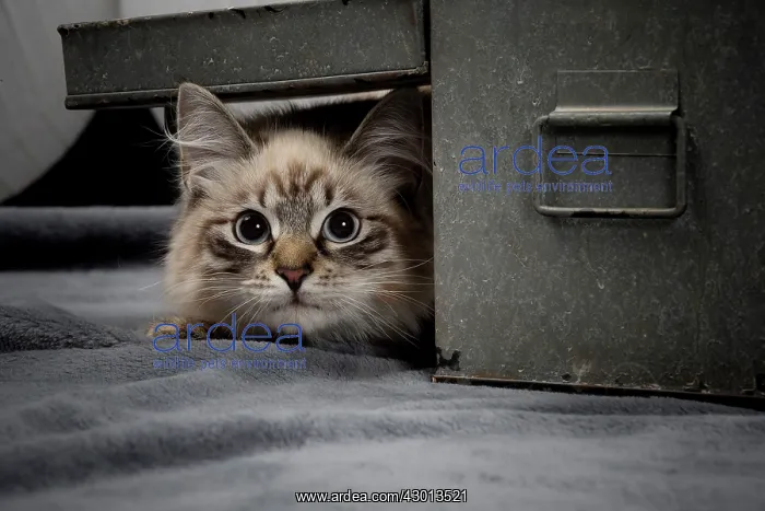 : Cat - Siberian / Neva Masquerade : Cat - Siberian / Neva Masquerade