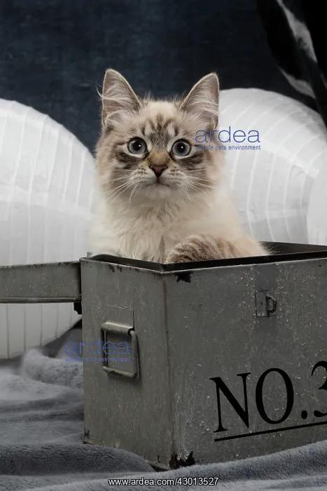 : Cat - Siberian / Neva Masquerade : Cat - Siberian / Neva Masquerade