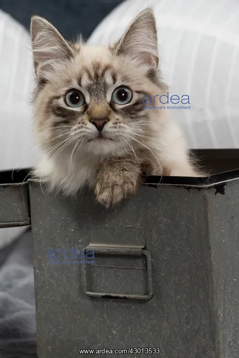 : Cat - Siberian / Neva Masquerade : Cat - Siberian / Neva Masquerade