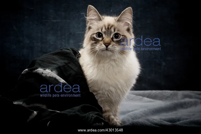 : Cat - Siberian / Neva Masquerade : Cat - Siberian / Neva Masquerade