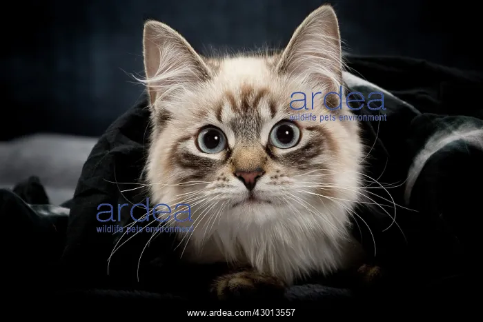 : Cat - Siberian / Neva Masquerade : Cat - Siberian / Neva Masquerade