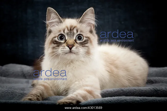 : Cat - Siberian / Neva Masquerade : Cat - Siberian / Neva Masquerade