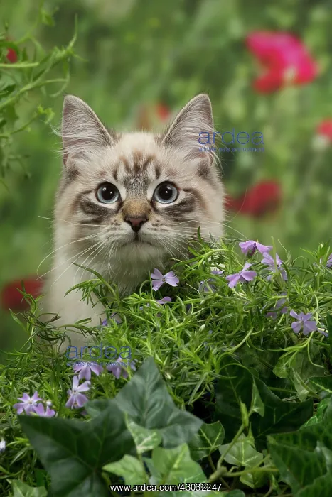 : Cat - Siberian / Neva Masquerade : Cat - Siberian / Neva Masquerade