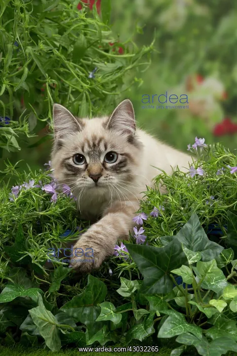: Cat - Siberian / Neva Masquerade : Cat - Siberian / Neva Masquerade