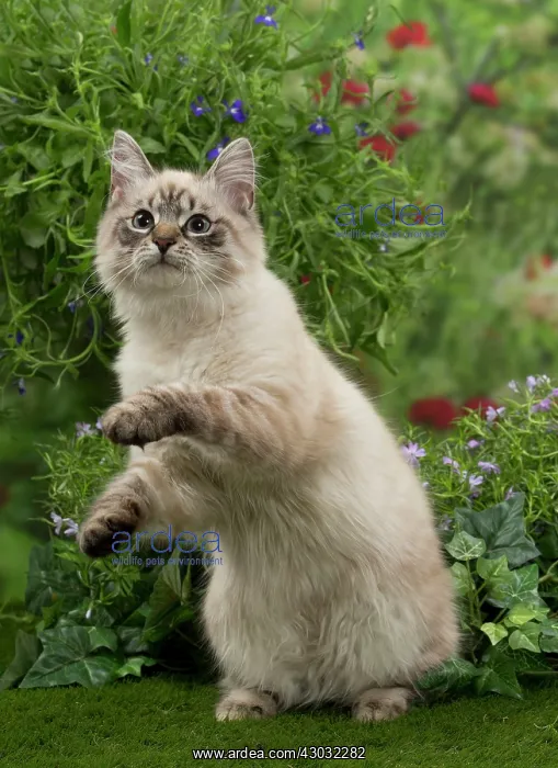 : Cat - Siberian / Neva Masquerade : Cat - Siberian / Neva Masquerade
