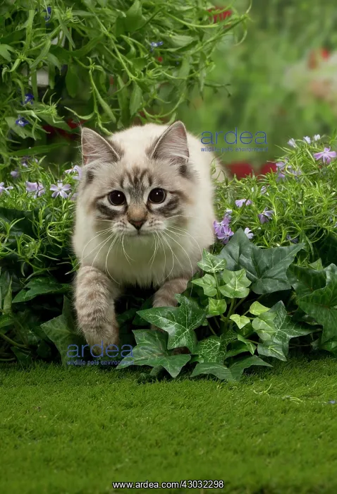 : Cat - Siberian / Neva Masquerade : Cat - Siberian / Neva Masquerade