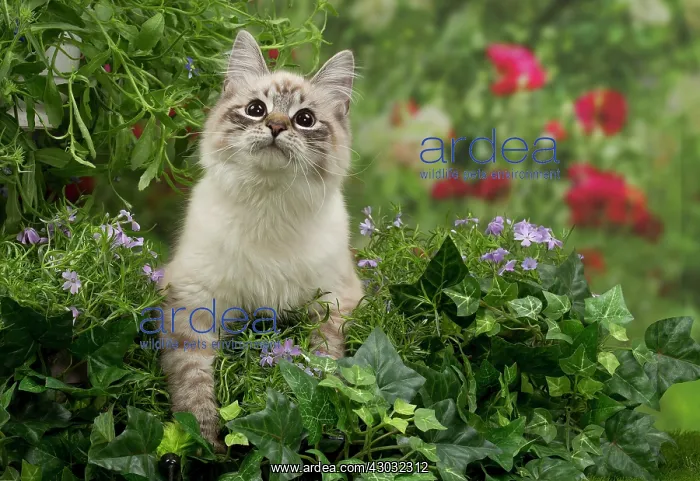 : Cat - Siberian / Neva Masquerade : Cat - Siberian / Neva Masquerade