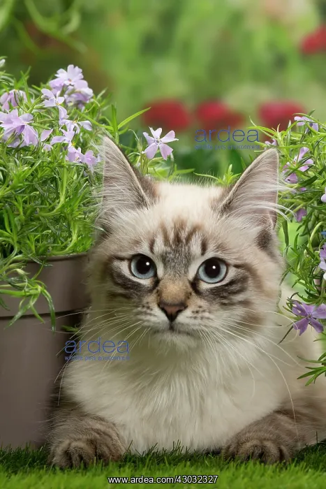 : Cat - Siberian / Neva Masquerade : Cat - Siberian / Neva Masquerade