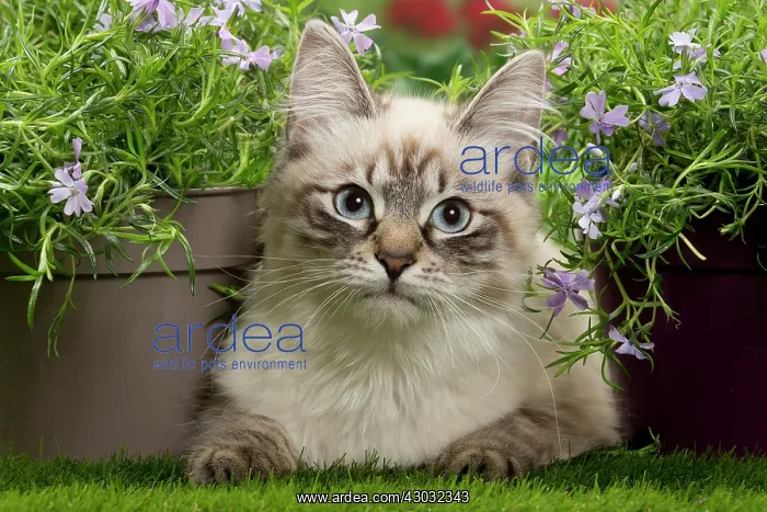 : Cat - Siberian / Neva Masquerade : Cat - Siberian / Neva Masquerade