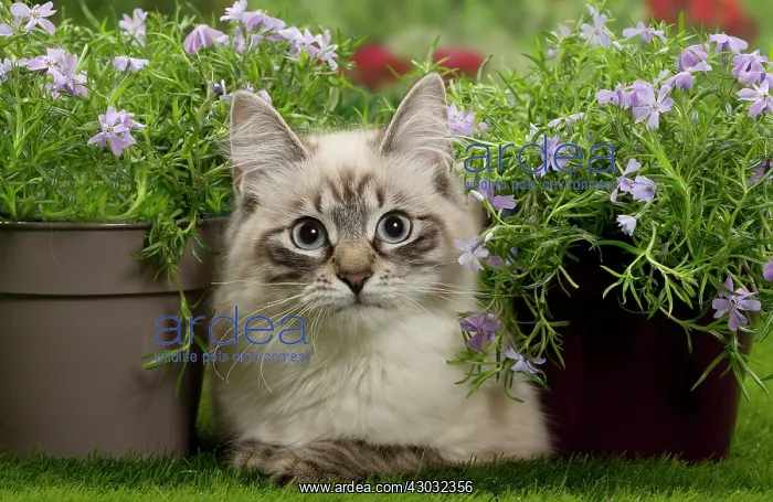 : Cat - Siberian / Neva Masquerade : Cat - Siberian / Neva Masquerade