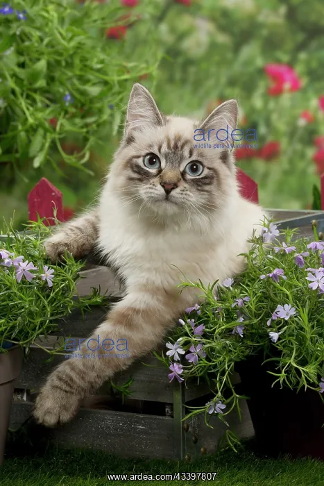 : Cat - Siberian / Neva Masquerade : Cat - Siberian / Neva Masquerade