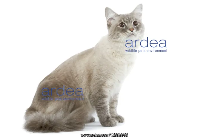 : Cat - Siberian / Neva Masquerade blue tabby point in studio : Cat - Siberian / Neva Masquerade blue tabby point in studio