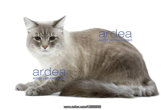  : Cat - Siberian  /  Neva Masquerade blue tabby point in studio